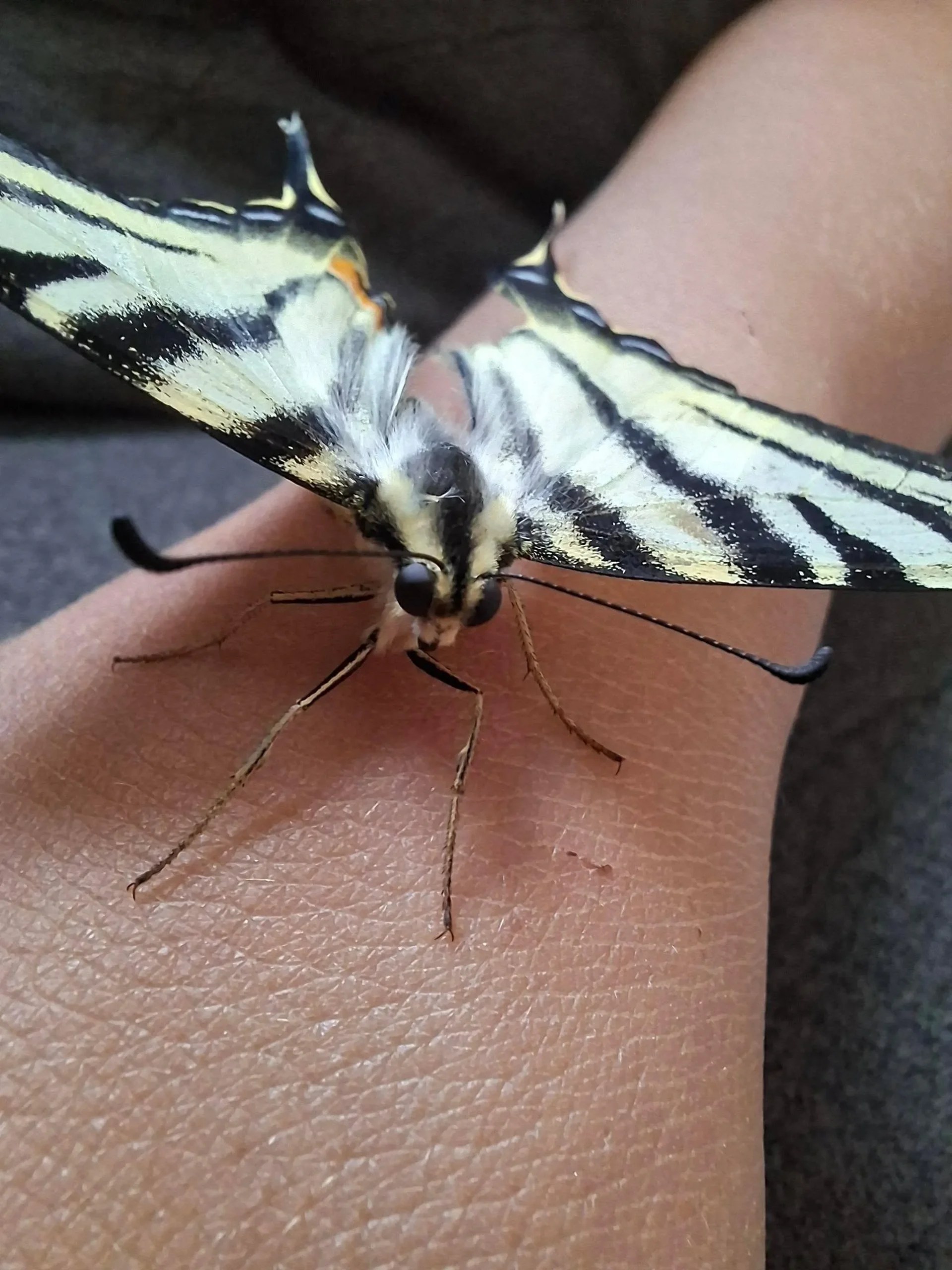 Mantide religiosa in giardino: come riconoscerla e perché è preziosa per il tuo orto