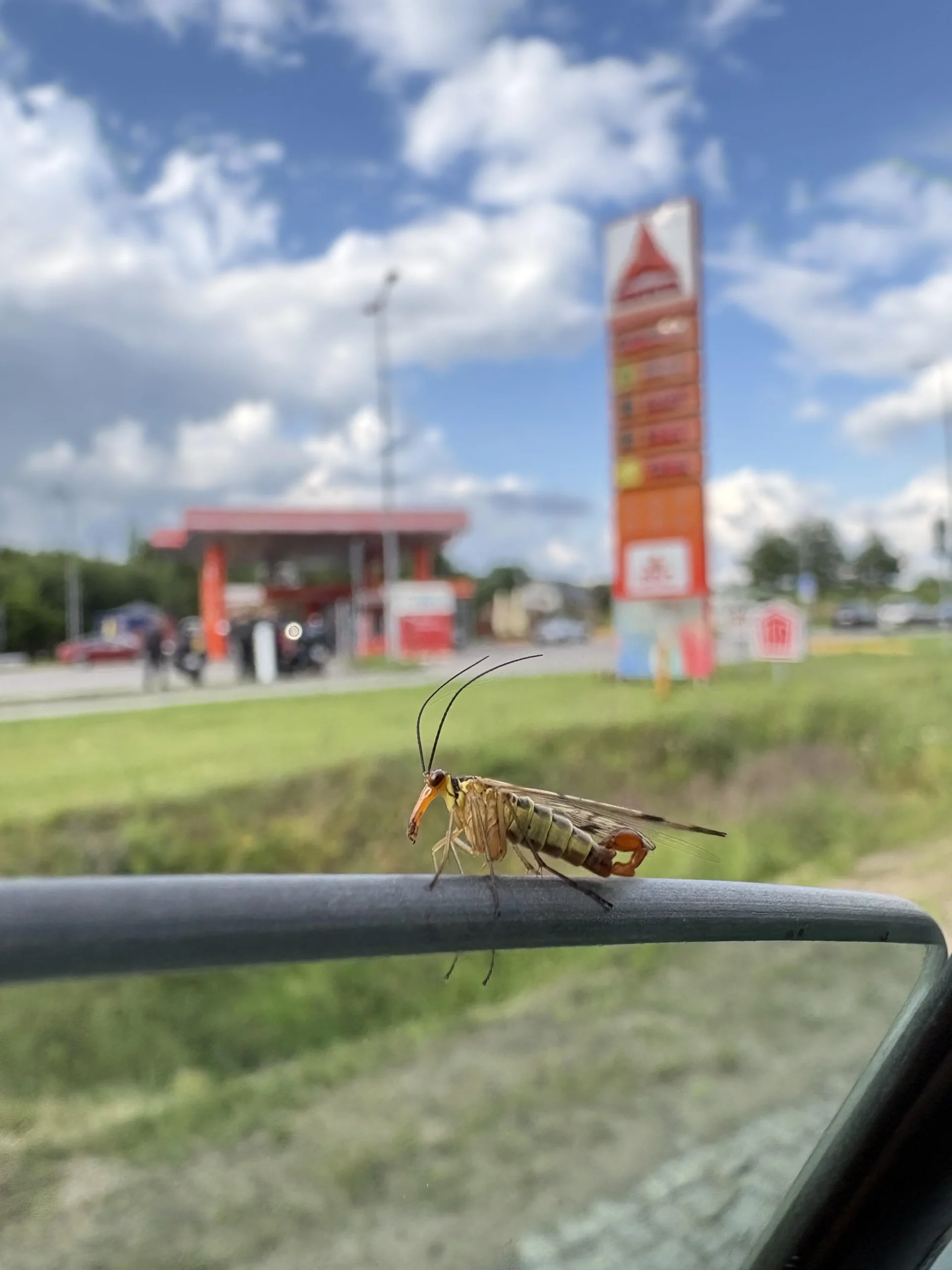Mosca scorpione (Panorpa communis): l'insetto dall'aspetto spaventoso ma totalmente innocuo