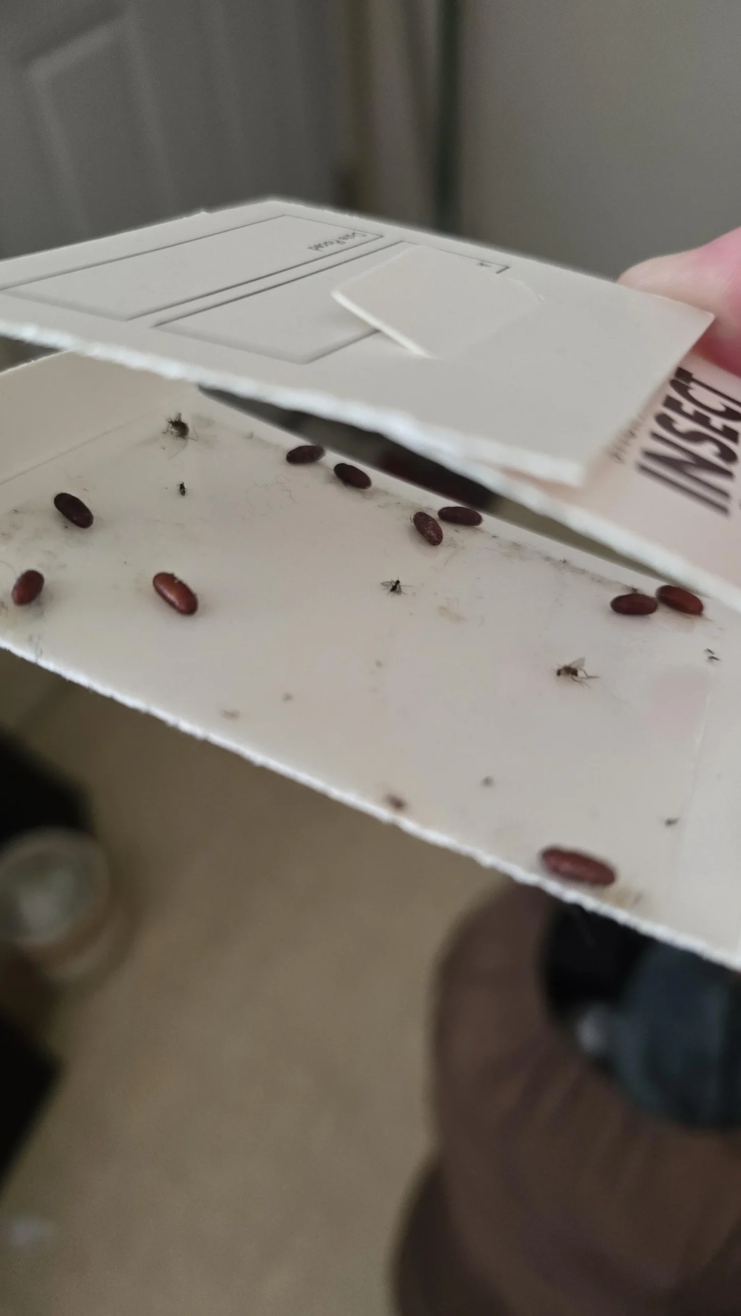 Ooteche di blatta in casa: come riconoscere le capsule di uova degli scarafaggi