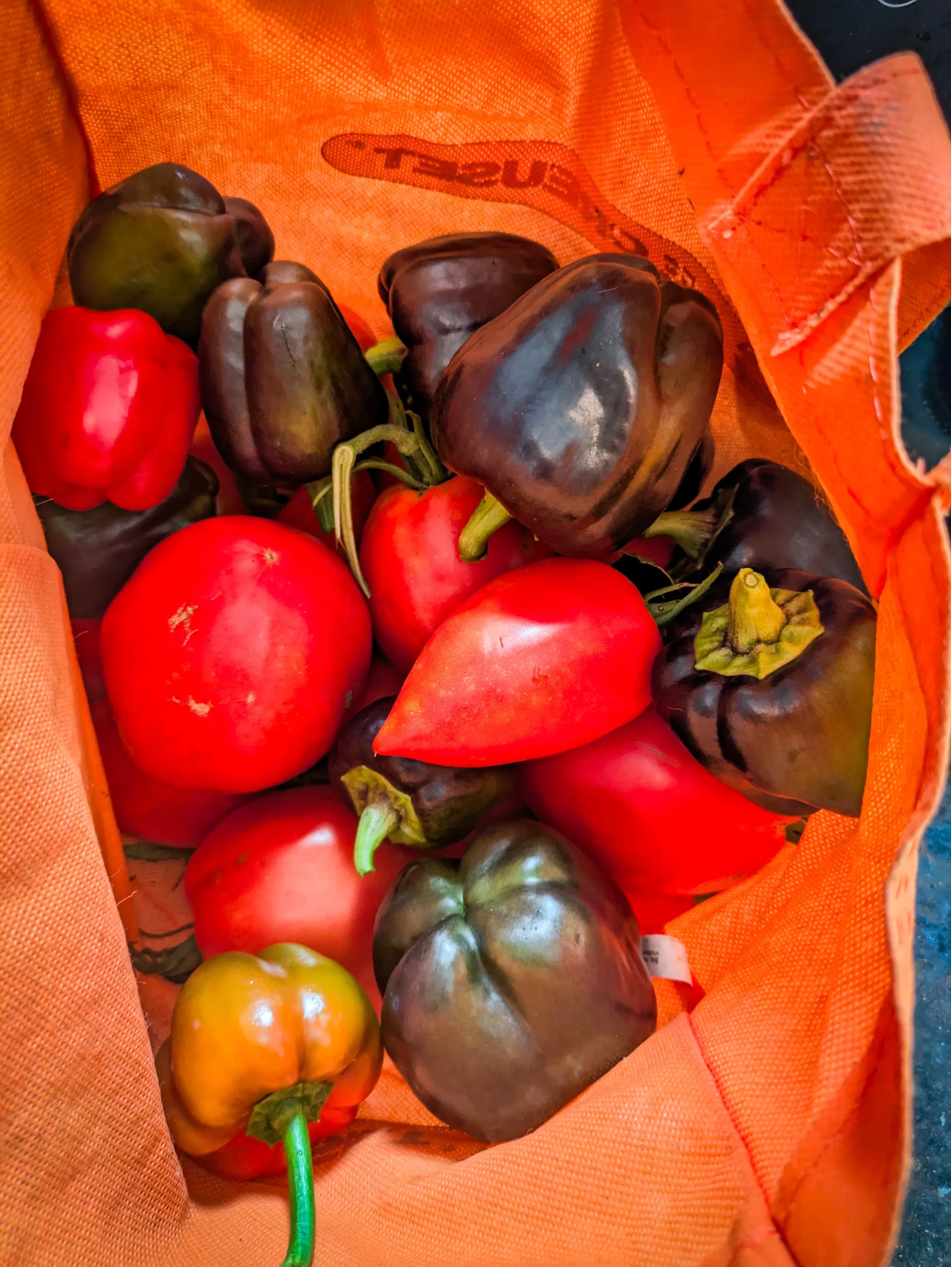 Orto a bassa manutenzione: pomodori e peperoni abbondanti con poche cure (la scienza spiega perché funziona)