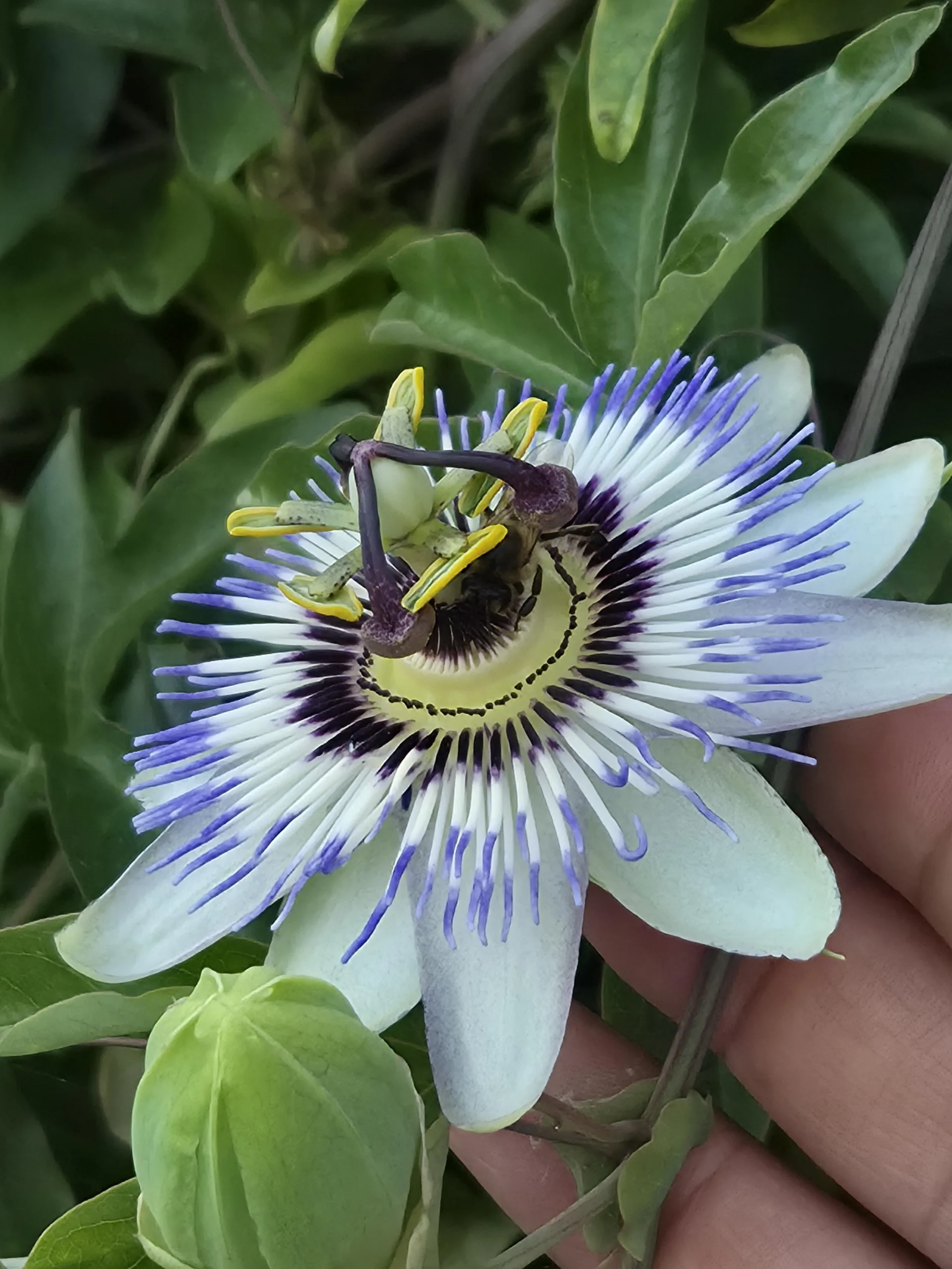 Passiflora coltivazione: guida completa al fiore della passione in giardino e in vaso