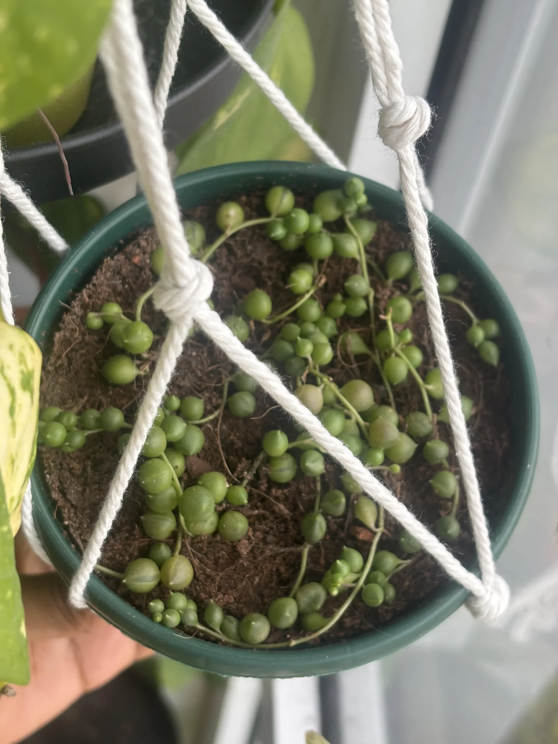 Pianta collana di perle: cura, substrato e irrigazione della Senecio rowleyanus in casa