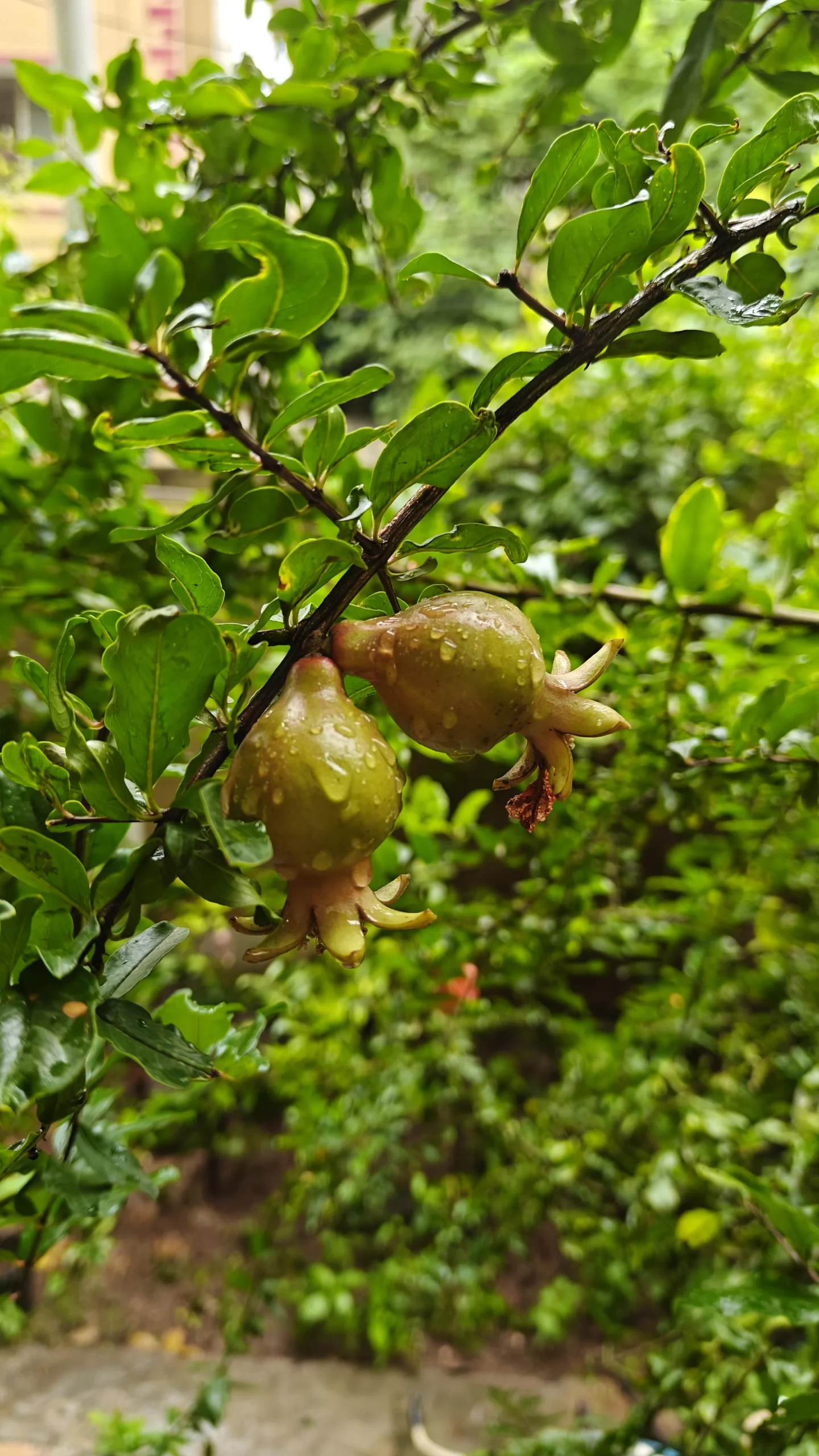 Quando fruttifica il melograno: perché tarda e come favorire i primi frutti