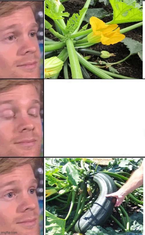 Quando raccogliere le zucchine: la guida per evitare frutti giganti e mantenere la pianta produttiva