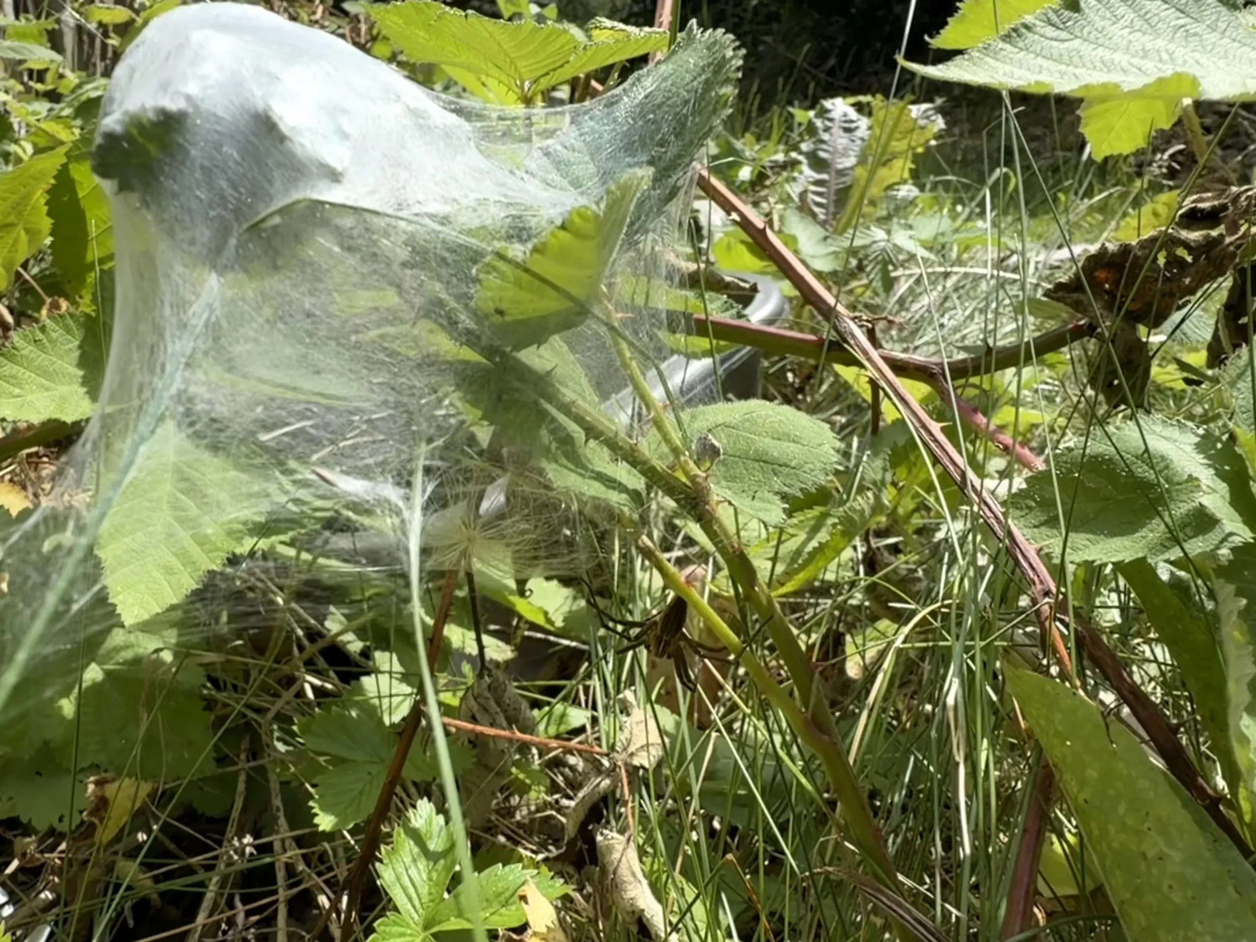 Ragno labirinto in giardino: come riconoscere Agelena labyrinthica e perché è un alleato prezioso