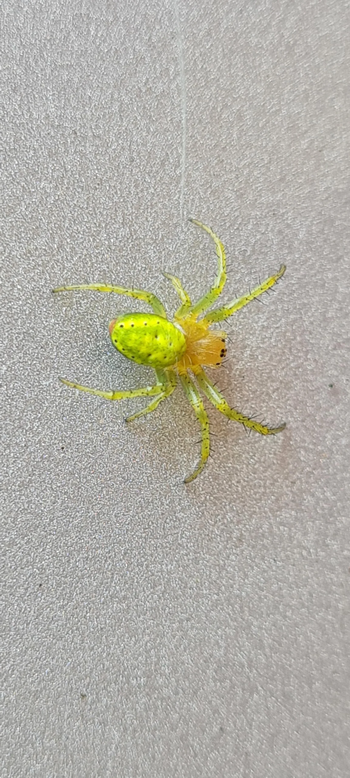 Ragno verde cetriolo (Araniella cucurbitina): il piccolo alleato dell'orto che non devi temere