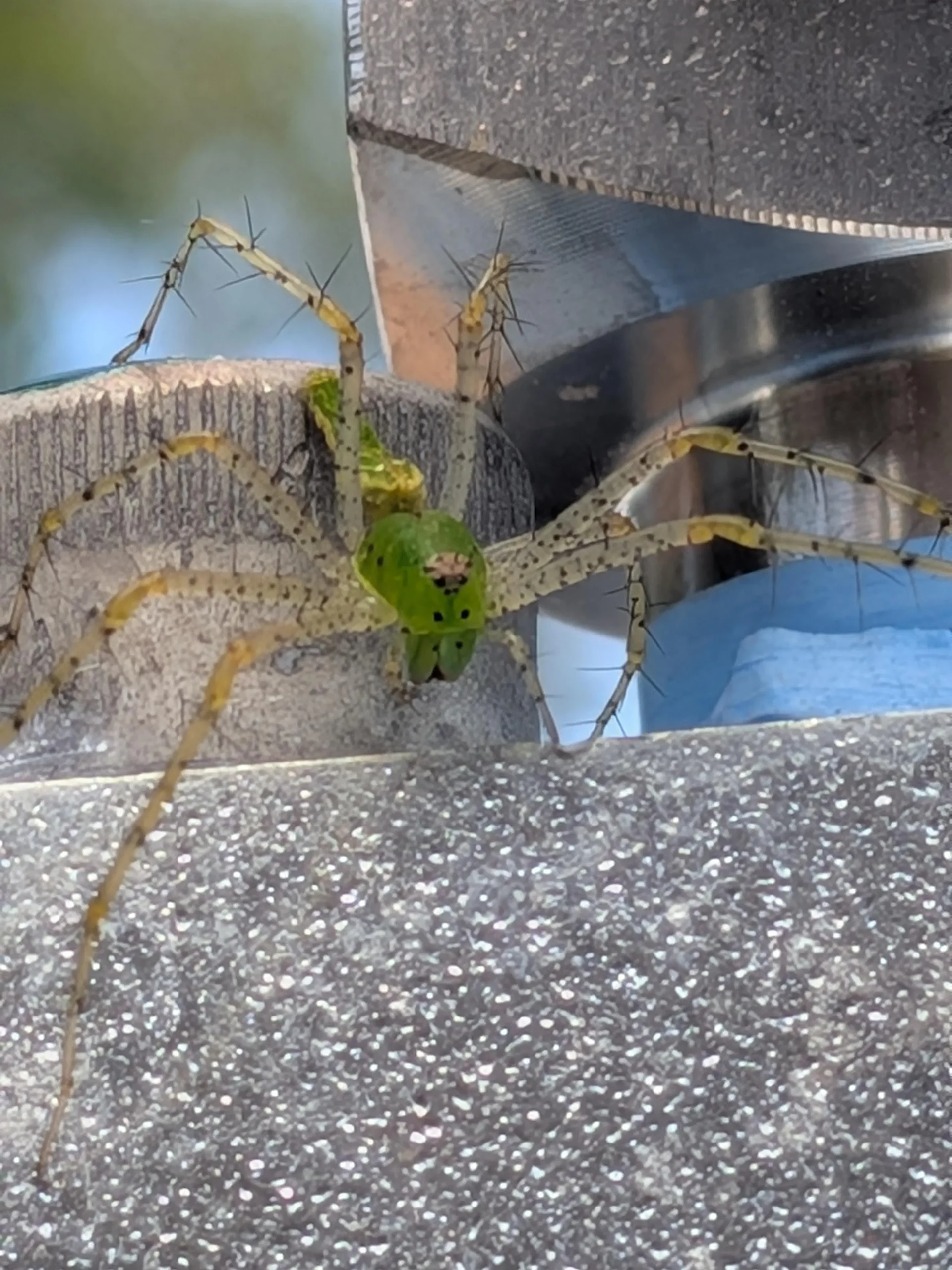 Ragno verde in giardino: chi è Micrommata virescens e perché è un alleato prezioso