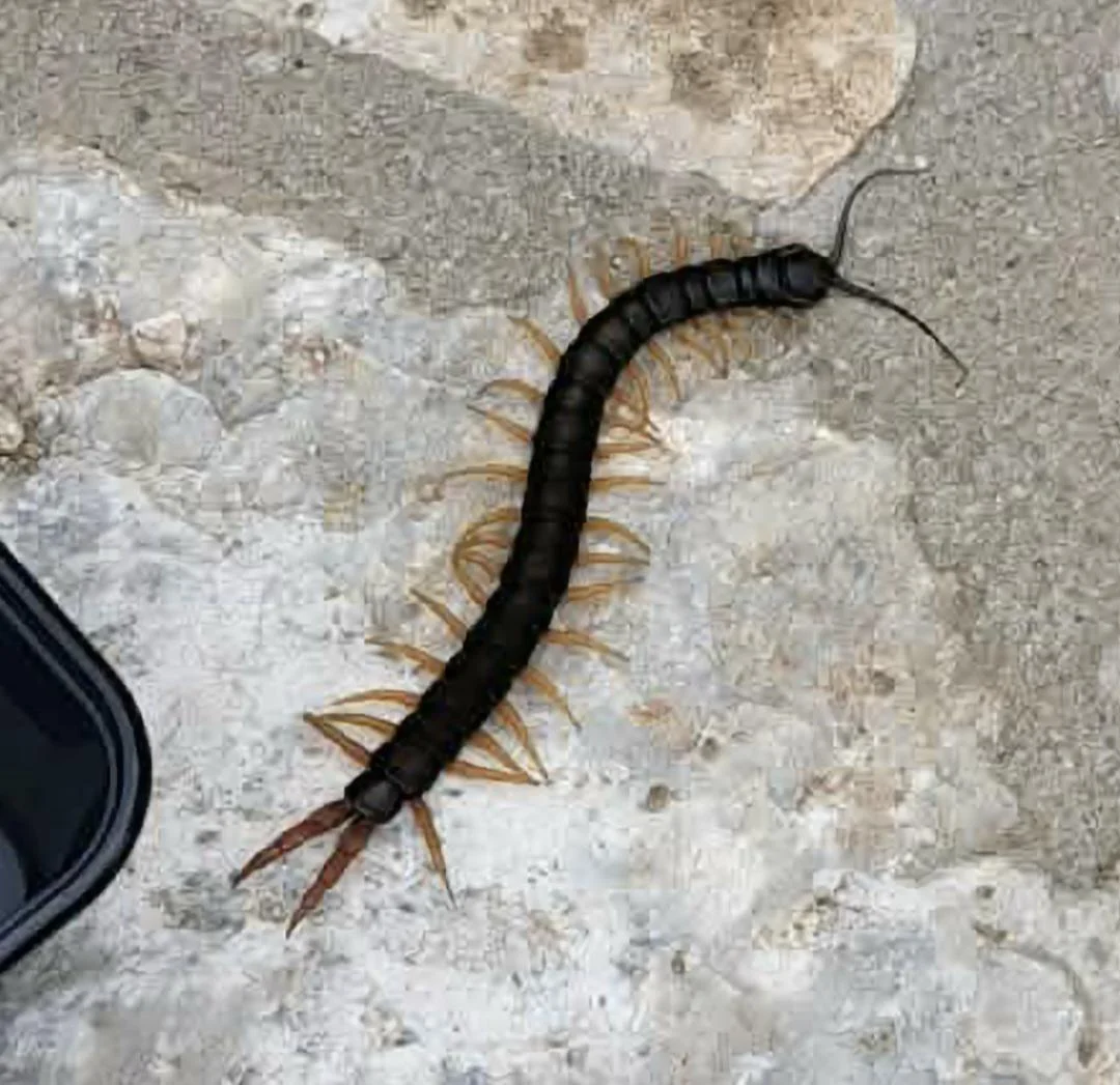 Scolopendra cingulata: il centopiedi gigante del Mediterraneo che puoi incontrare in giardino