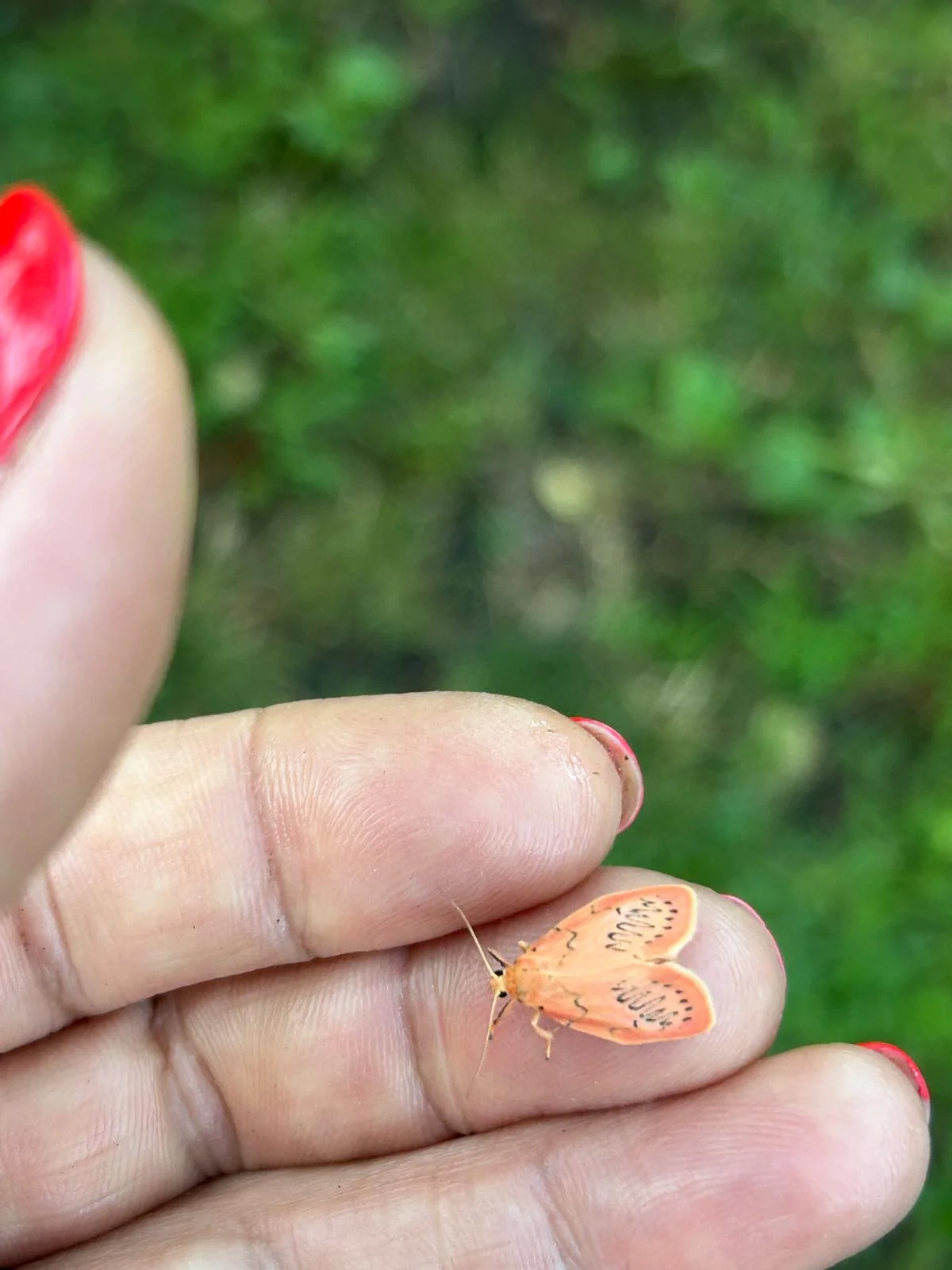 Sfinge colibrì nel giardino: la falena che sembra un uccellino spiegata bene
