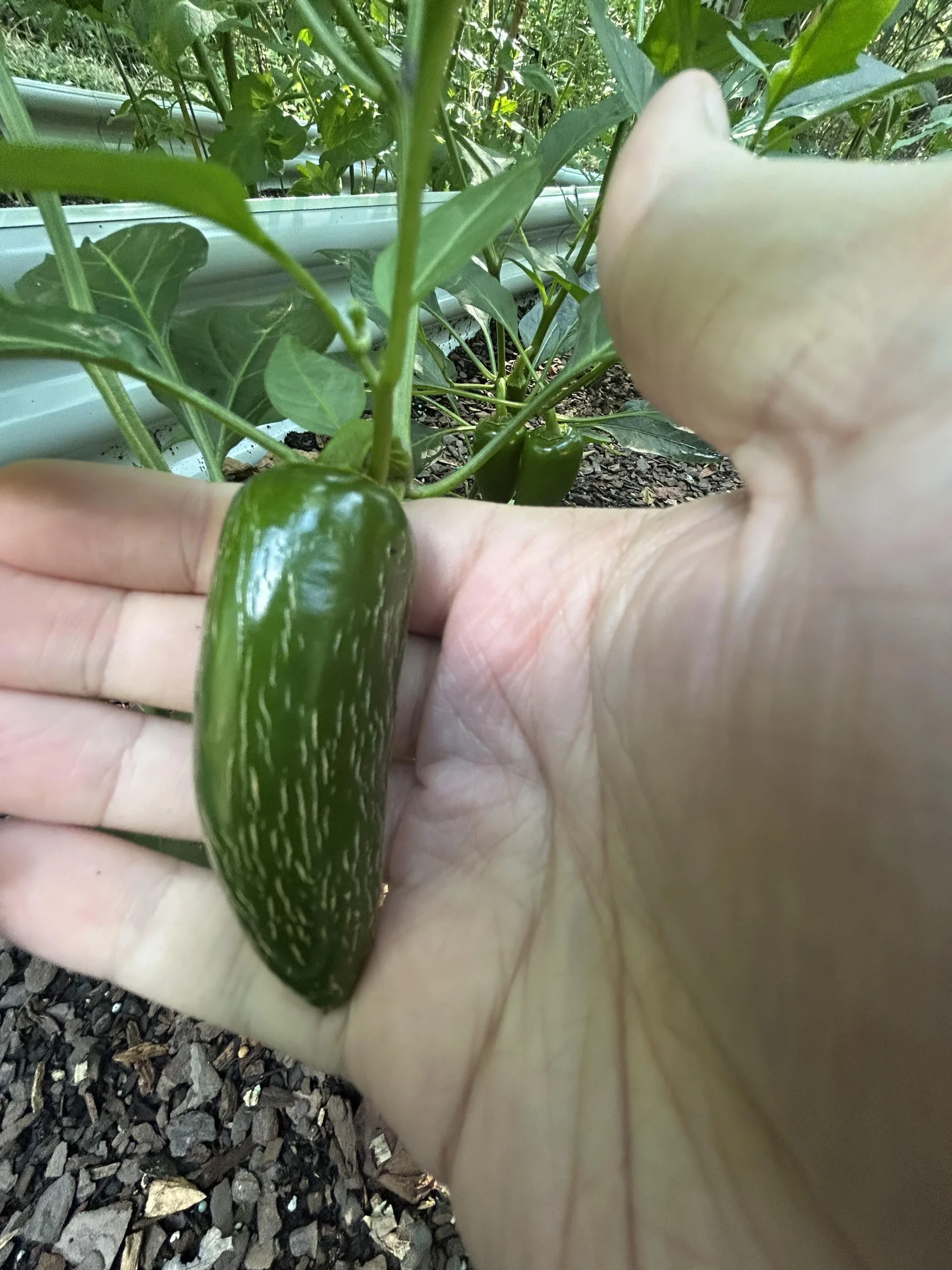 Smagliature sui jalapeño (corking): cosa sono e quando raccogliere