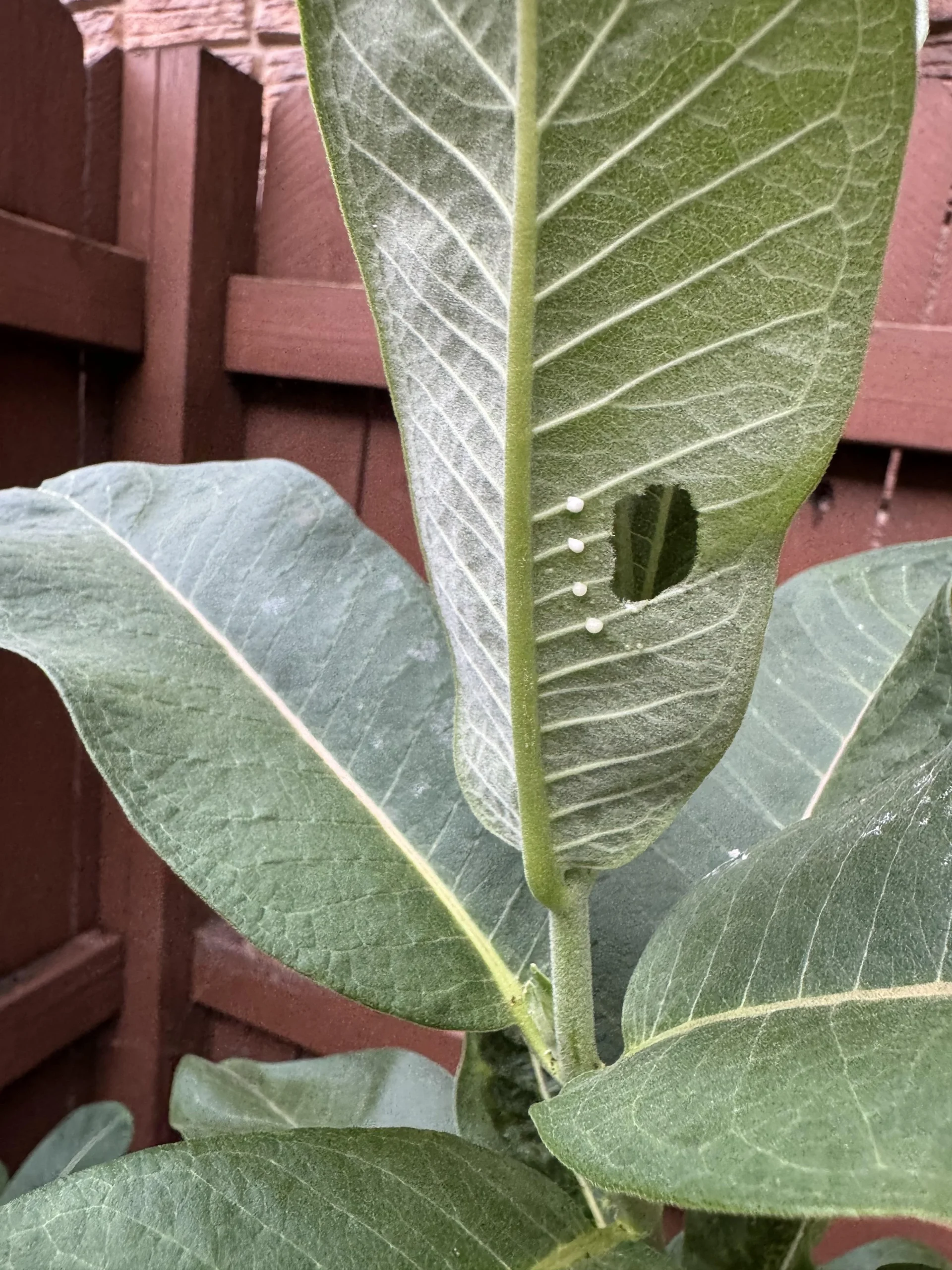 Uova di farfalla monarca su Asclepias: come riconoscerle nel giardino italiano