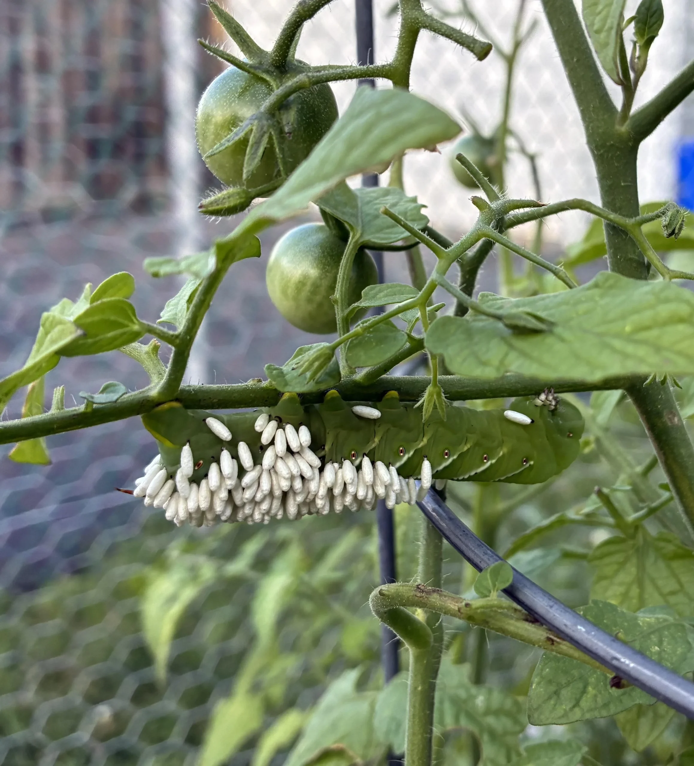 Uova sul pomodoro: come riconoscere le ovature di cimice prima che schiudano