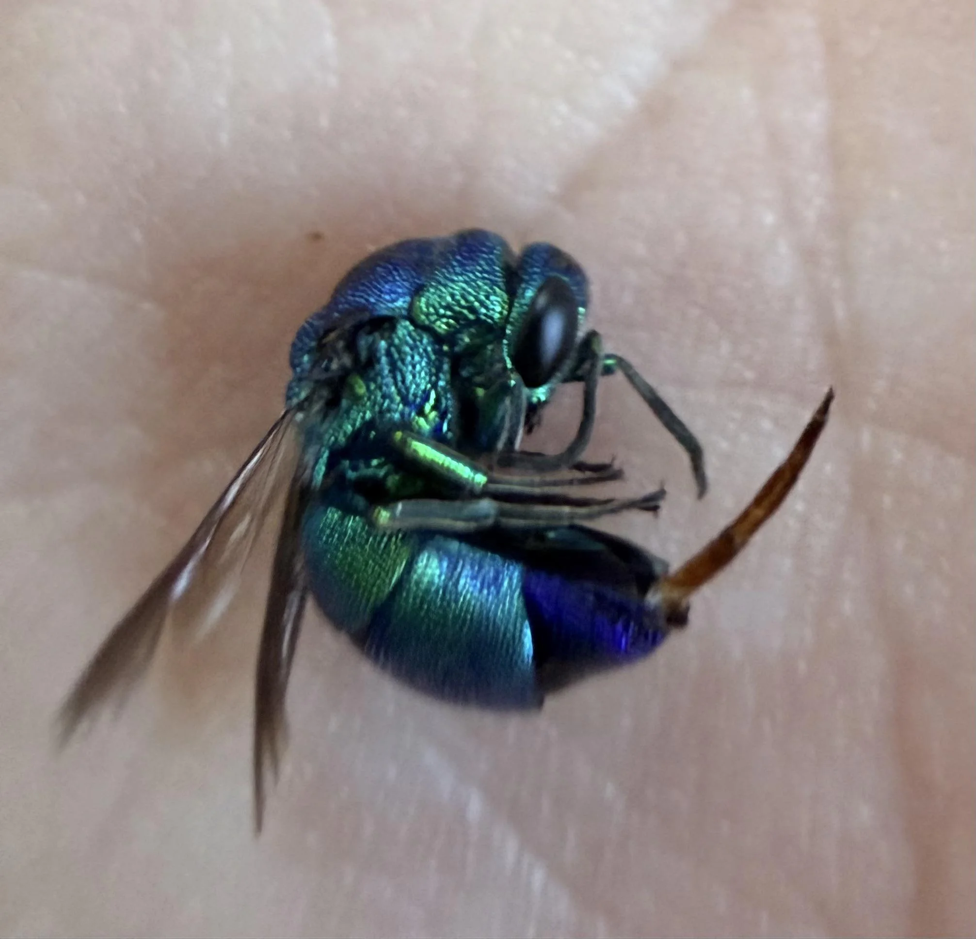 Vespa cuculo: la piccola gemma verde-blu che vive sui muri di casa e non punge