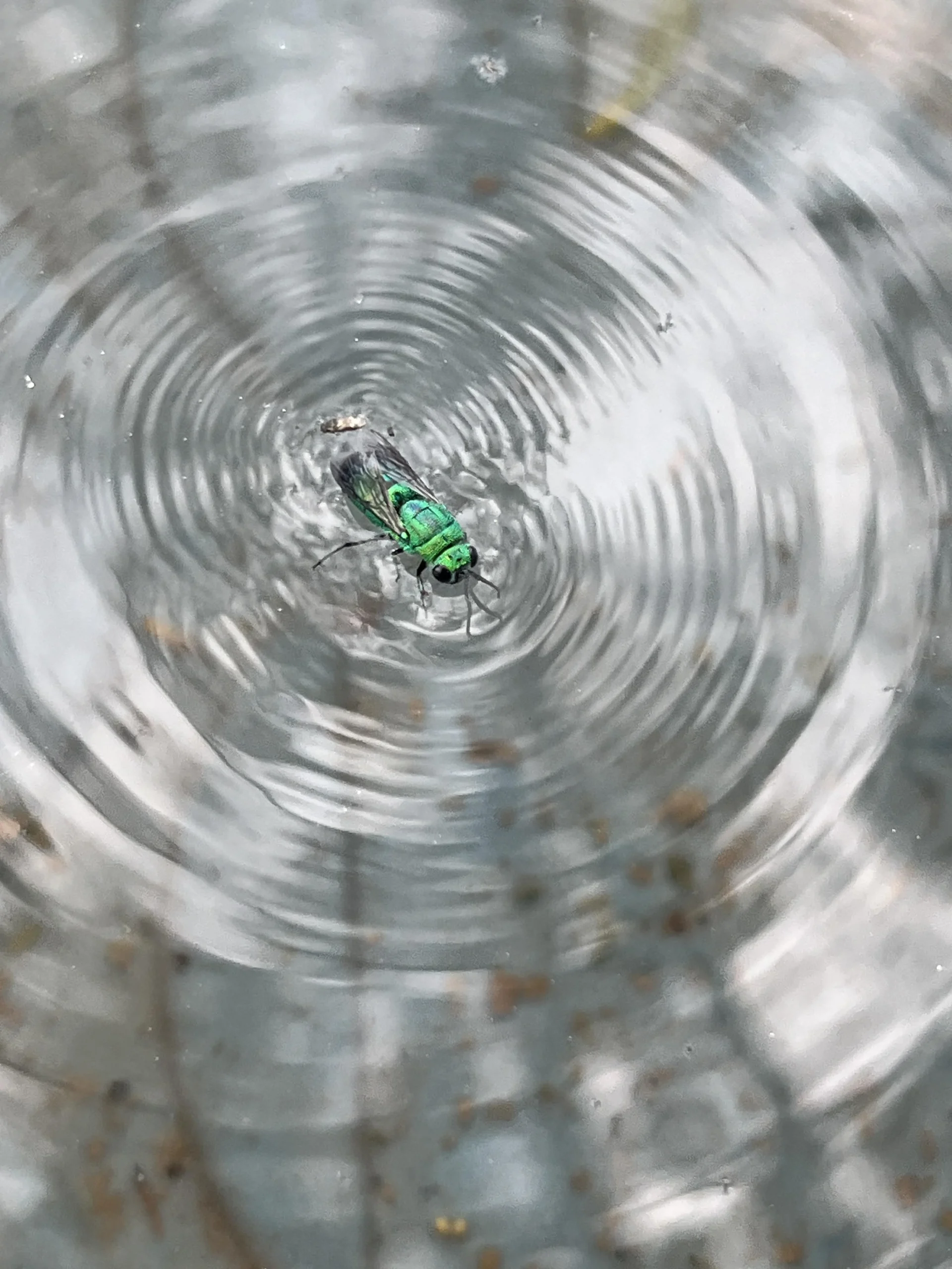 Vespa cuculo: la piccola vespa verde metallizzata del giardino è innocua (e utile)