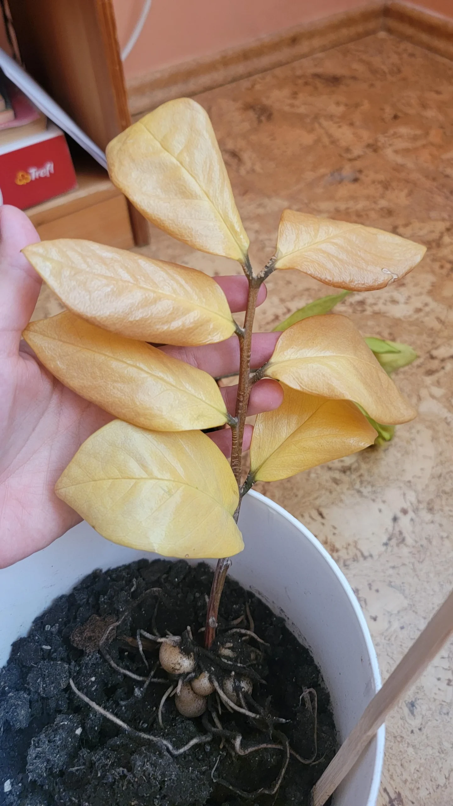 Zamioculcas con foglie gialle: guida diagnostica per capire la causa e salvare la pianta
