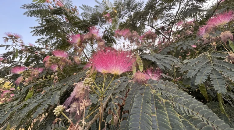 Albero della seta: quei pennacchi rosa non sono petali, e di notte le foglie dormono davvero