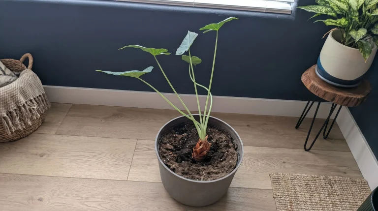 Alocasia con foglie sempre più piccole: come leggere il bilancio energetico e fermare il rimpicciolimento