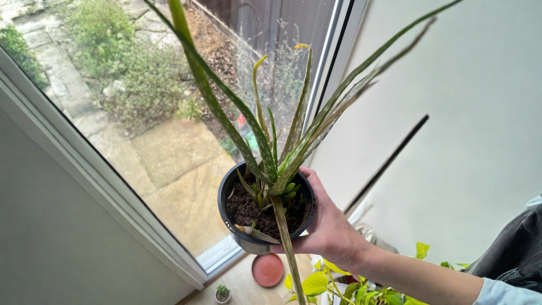 Aloe vera con foglie marroni: come capire se si è solo abbronzata o se sta marcendo