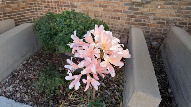 Amaryllis belladonna, il giglio nudo che fiorisce ad agosto senza una goccia d'acqua