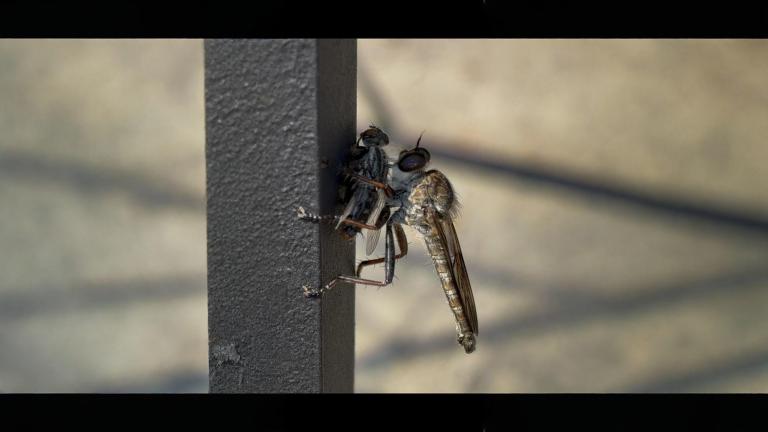 Asilide, la mosca rapace dell'orto: come riconoscerla e perché non va uccisa