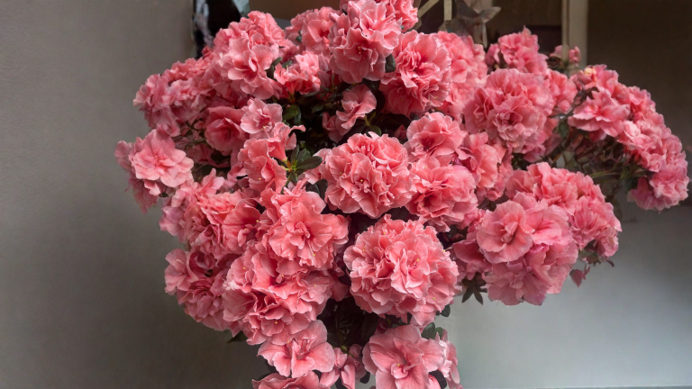 Azalea secca ridotta a stecchi dopo il caldo: come recuperarla passo per passo