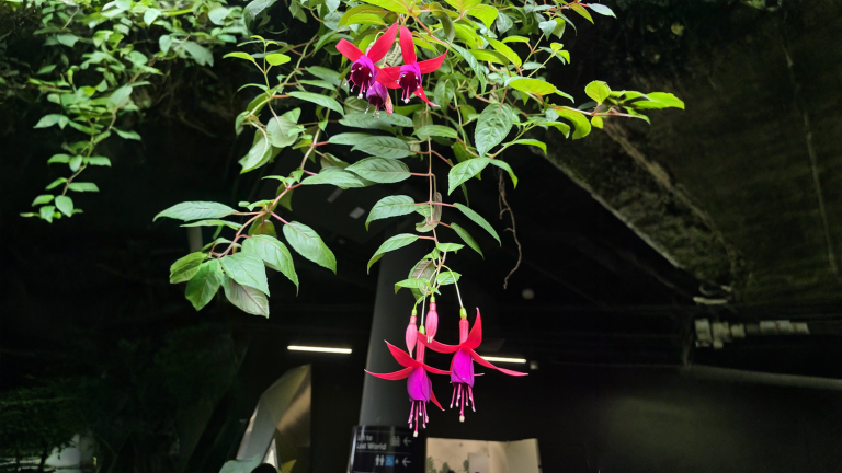 Bacche di fucsia commestibili: il cesto sospeso da cui si raccoglie qualcosa da mangiare