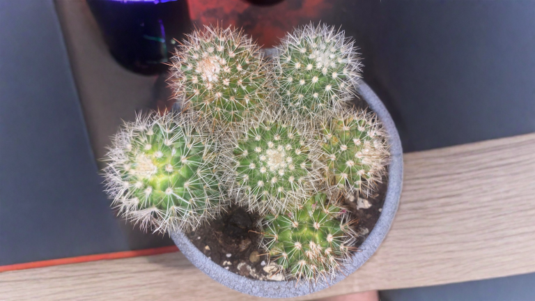 Batuffoli bianchi e macchie marroni sul cactus: come capire se è cocciniglia o normale invecchiamento