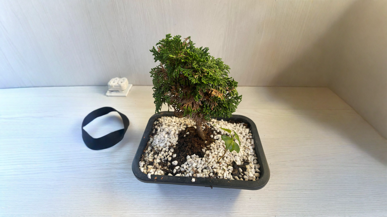 Bonsai di ginepro con foglie marroni: come capire se è muta normale o se è già morto