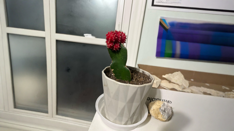 Cactus luna: la pallina colorata non è la pianta, ecco cosa curare davvero