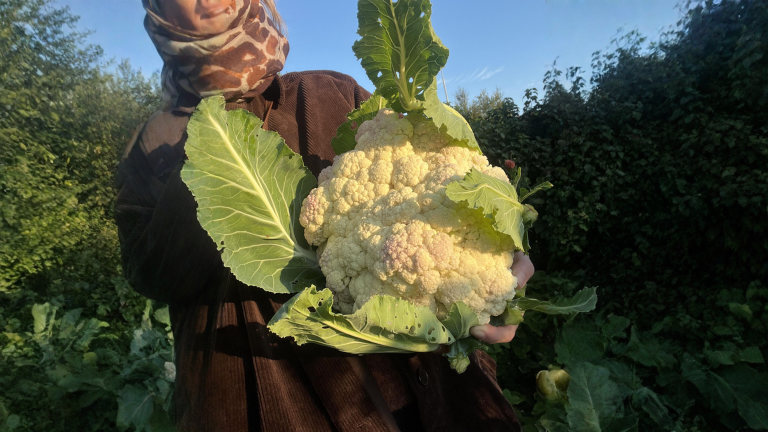 Cavolfiore gigante: la testa da 3 kg si decide contando le foglie, non con il concime