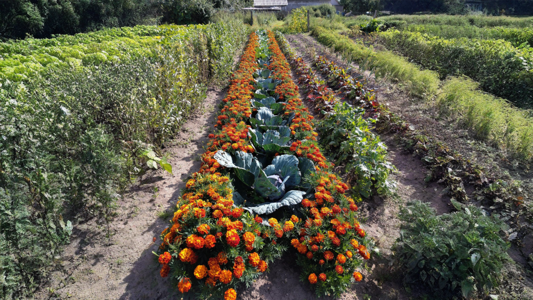 Cavoli e tagete: il fiore non ferma la cavolaia, ma sotto terra lavora davvero