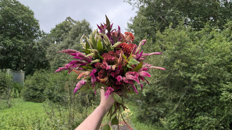 Celosia che si autosemina: perché ricompare dopo anni e nascono creste, piume e colori nuovi