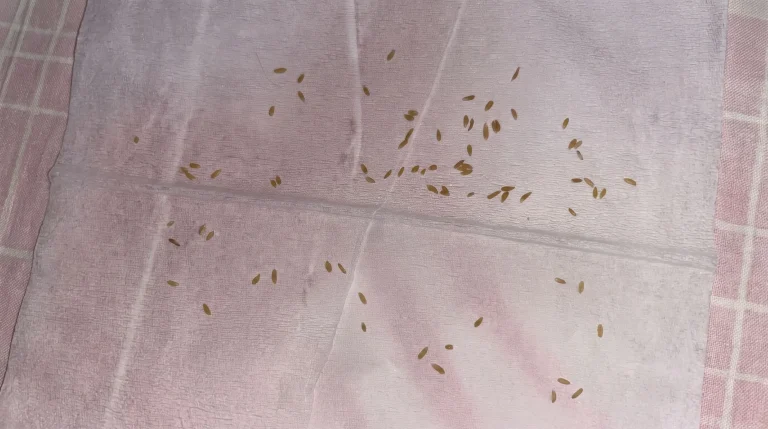 Chicchi di riso bianchi sul gatto: cosa sono davvero quei segmenti e come agire