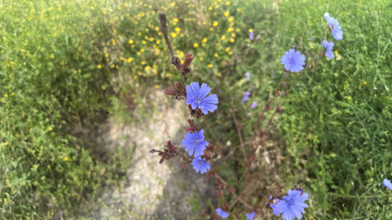 Cicoria selvatica, il fiore azzurro dei fossi che in aiuola dura solo una mattina