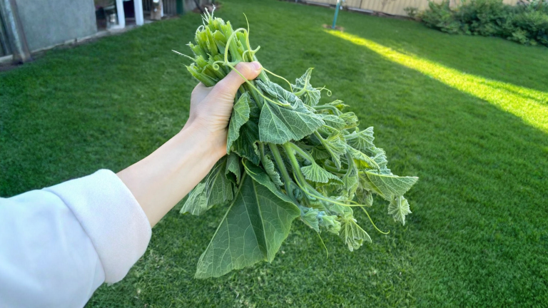 Cime di zucca commestibili: cimatura di fine estate e tenerumi in padella