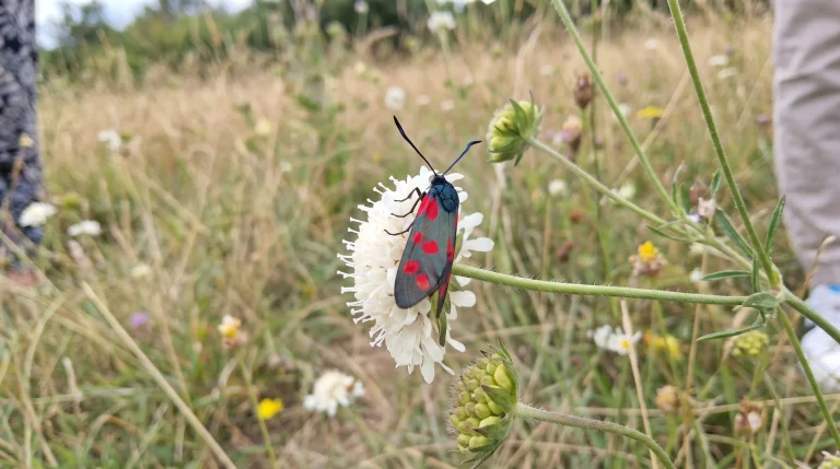 Cimice rosso-nera in giardino: cos'è davvero il Pyrrhocoris apterus e perché non devi preoccuparti
