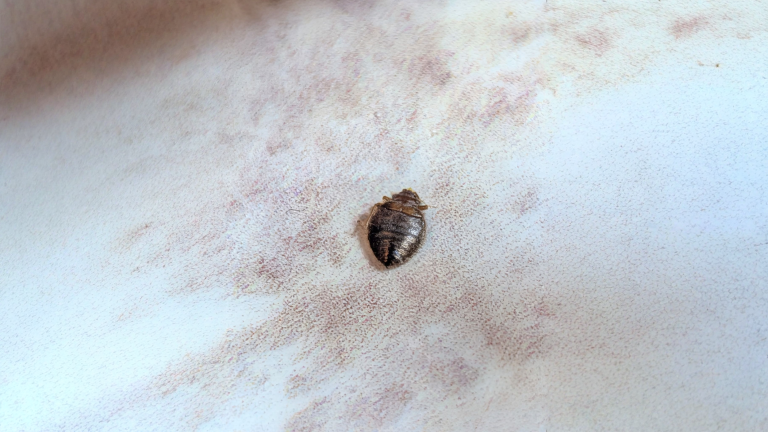Cimici in casa ma il letto è pulito: come riconoscere la cimice dei pipistrelli scesa dal tetto