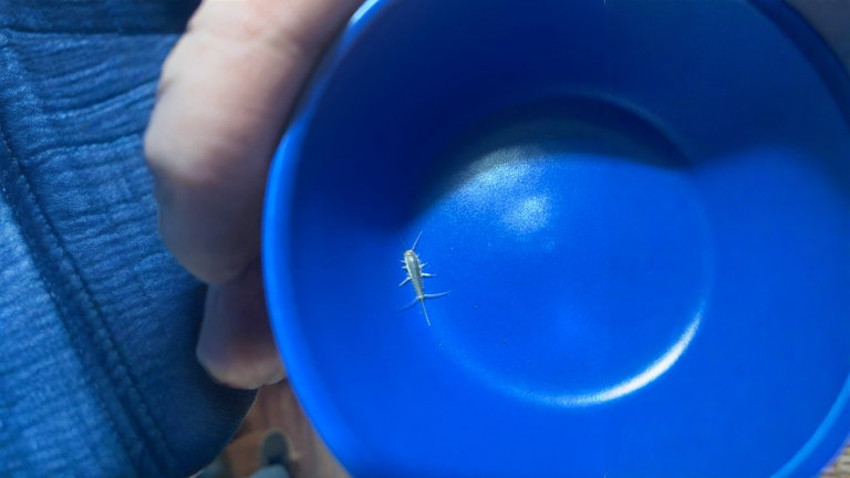 Coleottero dei tappeti: perché nel cassetto sembrano dieci e invece è uno solo