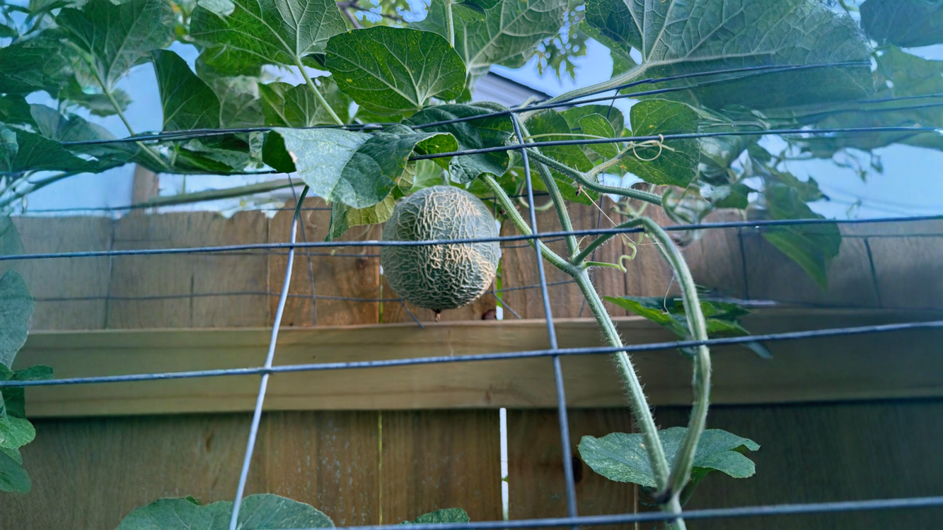 Coltivare il melone in verticale: la rete, l'amaca per il frutto e i segnali della maturazione