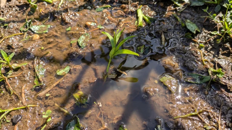 Coltivare nettarina da nocciolo: la guida completa dal frigorifero al primo frutto