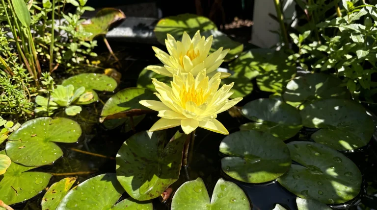Coltivare ninfee in vaso sul balcone: guida al mini-laghetto anche senza giardino