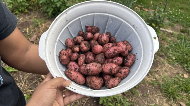 Coltivare patate in sacchi sul balcone: la guida che ti fa raccogliere chili, non manciate