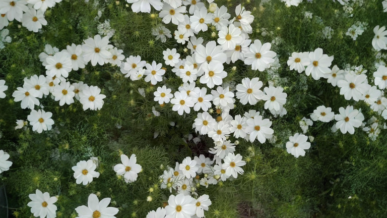 Cosmos che non fiorisce? Mettilo a dieta: 3 mosse per avere fiori e non due metri di foglie