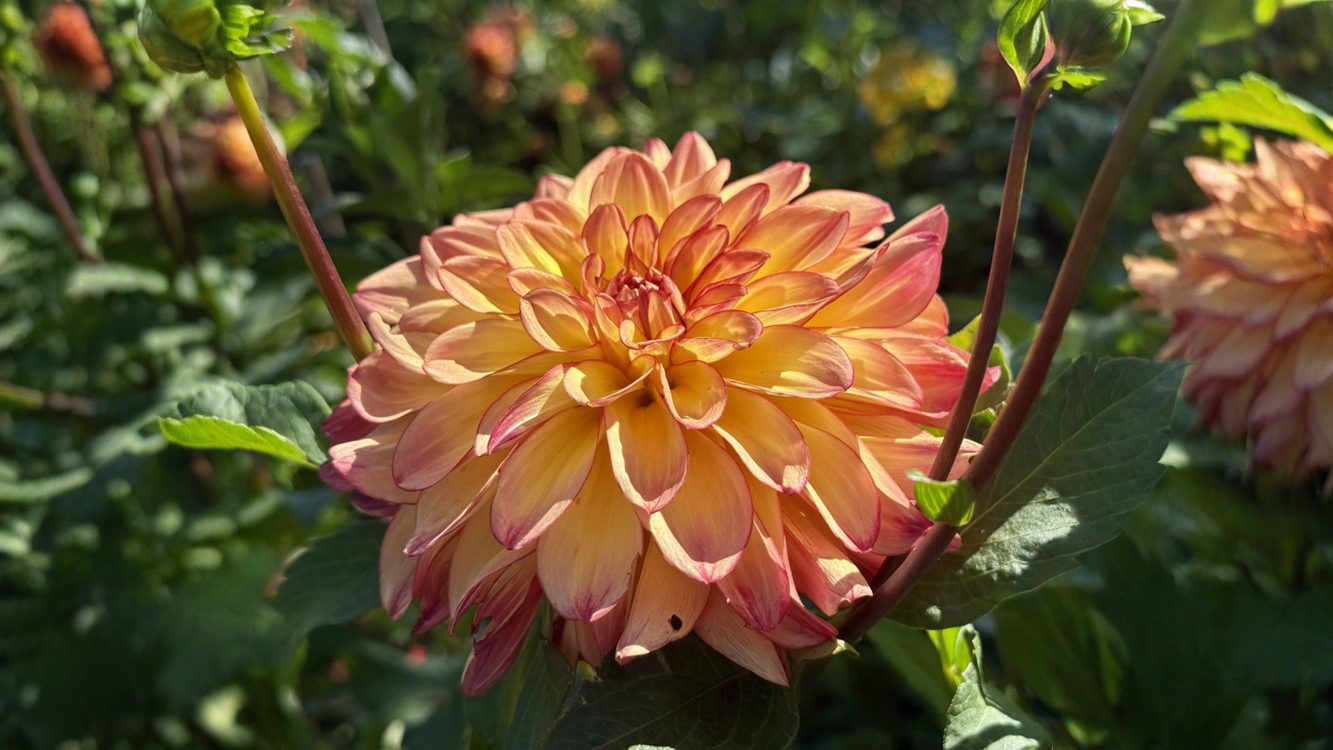 Dalia: come capire se è un bocciolo o un fiore sfiorito (e dove tagliare per fiorire fino a novembre)