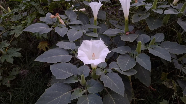 Datura, lo stramonio dai grandi fiori bianchi a tromba: come riconoscerlo e cosa fare se spunta nell orto
