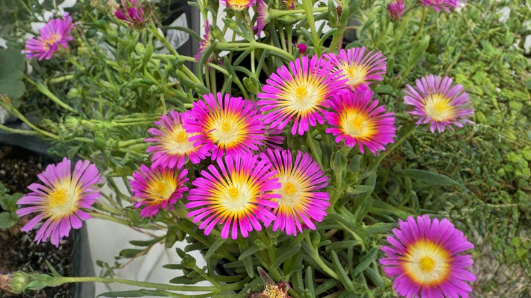Delosperma, il fiore di ghiaccio che apre e chiude i petali col sole: la guida per scarpate e terrazzi roventi