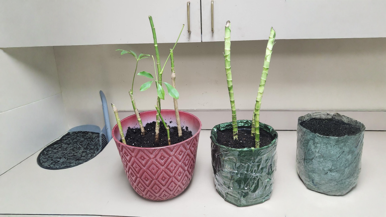 Dracena tagliata: ricresce davvero? Dove nascono i getti e perché il vero rischio è l'acqua