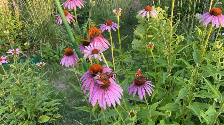 Echinacea purpurea: guida alla coltivazione in giardino, dal seme alla fioritura estiva
