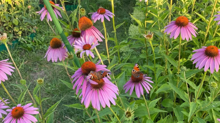 Echinacea purpurea: guida completa alla coltivazione in giardino, dalla semina alla fioritura