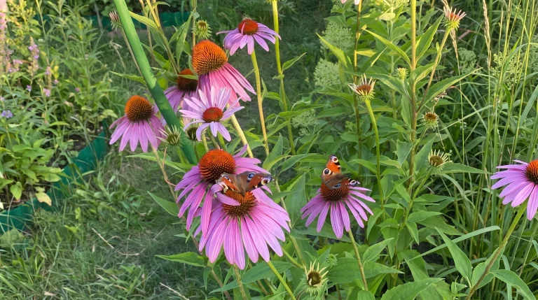 Echinacea purpurea: guida completa alla coltivazione in giardino nel clima italiano